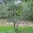 oliviers-de-toscane-ages-de-2-ans-et-plus