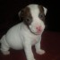 a-vendre-jack-russell