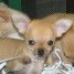 superbes-chiots-chihuahua-pure-race-poils-courts