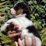 a-reserver-chiot-male-jack-russel
