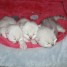 chatons-persans-chinchillas