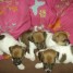 a-reserver-chiots-type-jack-russel