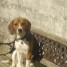 saillie-chien-beagle