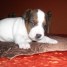 chiot-type-jack-russel