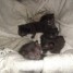 4-adorables-chatons-noirs