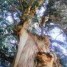 eucalyptus-globulus-note-de-tete-du-complexe-d-huiles-essentielles-biolfa