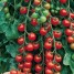 plants-tomates-cerise-rouge-mirabelle-courgettes