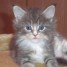 chatons-maine-coon-elevage-familial