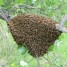 recupere-essaims-d-abeilles