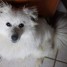 chien-blanc-type-sptiz-quasiment-2-ans-castre