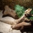 reptile-pogona-a-vendre-avec-terrarium