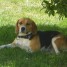 recherche-males-beagles-pour-ma-petite-chienne