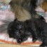 chatons-persans-disponible
