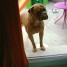 type-dogue-de-bordeaux