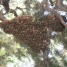 recupere-essaim-abeilles
