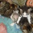 10-chatons-cherchent-un-foyer