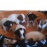 chiots-jack-russell
