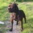 a-reserver-chiots-staffordshire-bull-terrier-dit-staffie