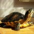 recueille-votre-ou-vos-tortue-de-floride