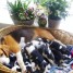 chiots-beagles-pure-race