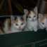 4-petits-chatons-sont-a-donner