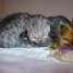 3-adorables-chatons-persan-chinchilla-silver-aux-yeux-emeraude-a-reserver
