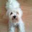 bichon-maltais-femelle-8-mois