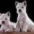 vends-2-splendides-bb-westie-male-et-femelle