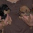 chihuahua-croise-pinscher-toy-femelle-tres-petite-500