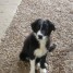 chiots-type-border-collie