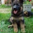 vends-7-chiots-berger-allemand