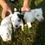 chiots-jack-russel