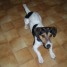 jack-russell-terrier-300-euros-pure-race-non-lofte