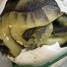 tortue-naissances-tortues-2011