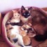 vends-2-chatons-males-croises-siamois-et-europeen