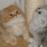 2-chatons-males-persan