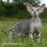 peterbald-silver-chatons-top-quality