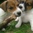 a-reserver-chiots-jack-russell-loof