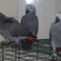 cede-perroquetes-gris-apprivoises-eleves-a-la-main