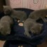 adorables-chatons-type-chartreux