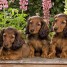 vends-chiots-teckels-nains-poils-long-couleur-rouge