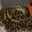 python-molure-juvenile-2010