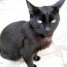 perdu-chatte-noire-sur-thionville