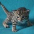 a-reserver-chatons-bengal-loof-m-f