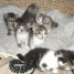 magnifiques-chatons-europeens-de-tout-juste-2-mois
