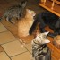 urgent-donne-adorables-chatons-contre-bons-soins