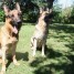 a-reserver-chiots-lof-bergers-allemand