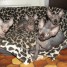 a-reserver-chatons-de-type-sphynx