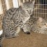 chatons-f1-savane-et-serval