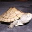 bebe-tortues-d-eau-graptemys-livraison-possible